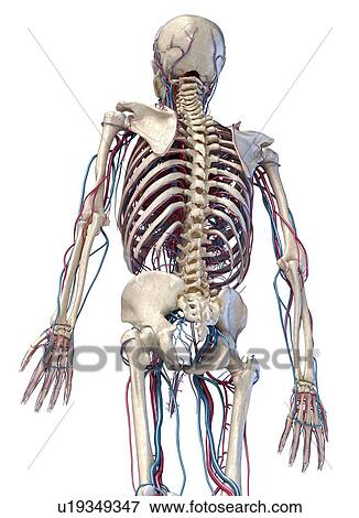 Stock Photo - Human skeleton and vascular system, illustration. Fotosearch