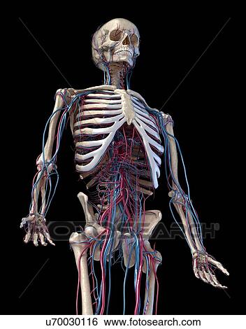 Stock Photograph - Human skeleton and vascular system, illustration. Fotosearch
