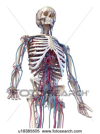 Stock Photography - Human skeleton and vascular system, illustration. Fotosearch