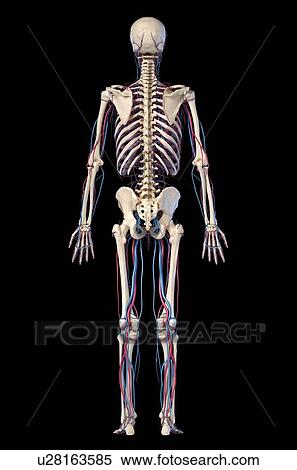 Stock Photography - Human skeleton and vascular system, illustration. Fotosearch