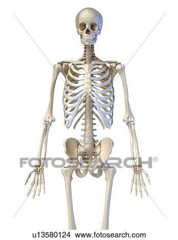 Human skeleton, illustration View Large Photo Image Picture - Human skeleton, illustration. Fotosearch