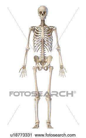Stock Image - Human skeleton, illustration. Fotosearch