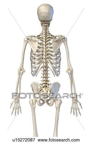 Stock Photo - Human skeleton, illustration. Fotosearch