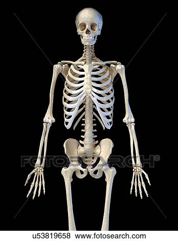 Stock Photo - Human skeleton, illustration. Fotosearch