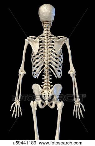 Human skeleton, illustration View Large Photo Image Stock Photo - Human skeleton, illustration. Fotosearch