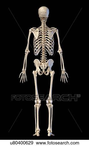 Human skeleton, illustration View Large Photo Image Stock Photo - Human skeleton, illustration. Fotosearch