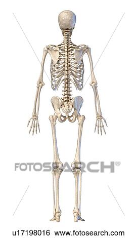 Stock Photograph - Human skeleton, illustration. Fotosearch