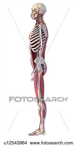 Picture - Human skeleton, muscles and blood vessels, illustration. Fotosearch