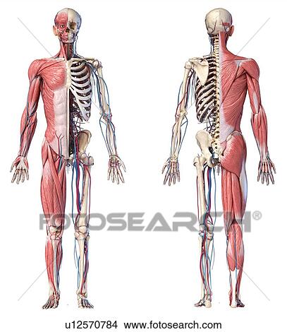 Human skeleton, muscles and blood vessels, illustration View Large Photo Image Picture - Human skeleton, muscles and blood vessels, illustration. Fotosearch