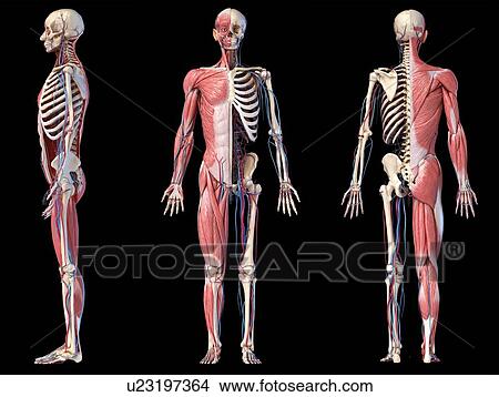 Human skeleton, muscles and blood vessels, illustration View Large Photo Image Picture - Human skeleton, muscles and blood vessels, illustration. Fotosearch