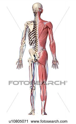 Stock Image - Human skeleton, muscles and blood vessels, illustration. Fotosearch