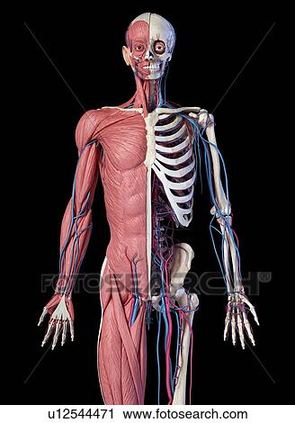 Stock Image - Human skeleton, muscles and blood vessels, illustration. Fotosearch