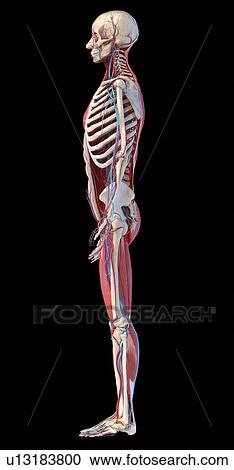 Stock Image - Human skeleton, muscles and blood vessels, illustration. Fotosearch