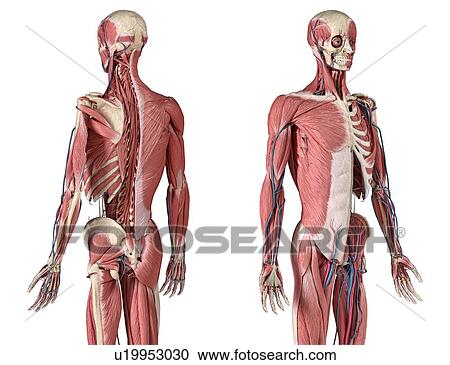Stock Image - Human skeleton, muscles and blood vessels, illustration. Fotosearch