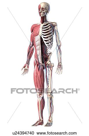 Human skeleton, muscles and blood vessels, illustration View Large Photo Image Stock Image - Human skeleton, muscles and blood vessels, illustration. Fotosearch