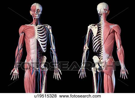 Human skeleton, muscles and blood vessels, illustration View Large Photo Image Stock Photo - Human skeleton, muscles and blood vessels, illustration. Fotosearch