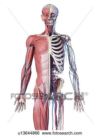 Human skeleton, muscles and blood vessels, illustration View Large Photo Image Stock Photograph - Human skeleton, muscles and blood vessels, illustration. Fotosearch