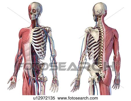 Stock Photography - Human skeleton, muscles and blood vessels, illustration. Fotosearch