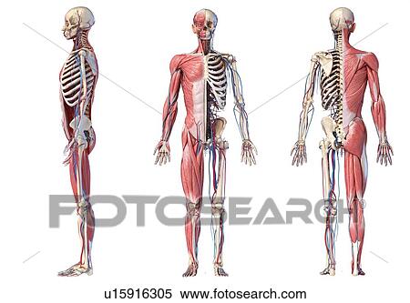 Stock Photography - Human skeleton, muscles and blood vessels, illustration. Fotosearch
