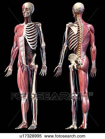 Stock Photography - Human skeleton, muscles and blood vessels, illustration. Fotosearch