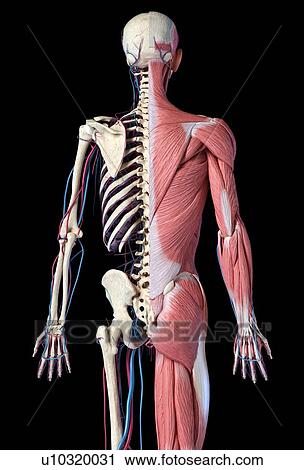 Human skeleton with muscles and blood vessels, illustration View Large Photo Image Stock Image - Human skeleton with muscles and blood vessels, illustration. Fotosearch