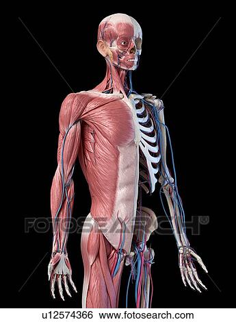Stock Photograph - Human skeleton with muscles and blood vessels, illustration. Fotosearch