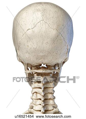 Human skull and neck bones, illustration View Large Photo Image Picture - Human skull and neck bones, illustration. Fotosearch