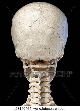 Picture - Human skull and neck bones, illustration. Fotosearch