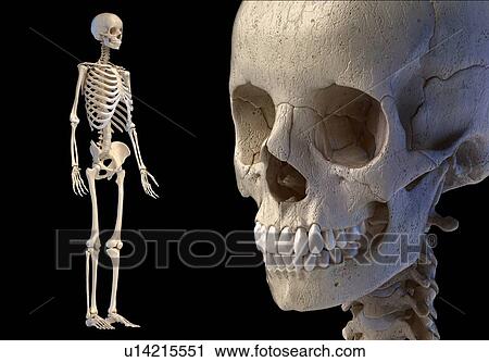 Stock Image - Human skull and skeleton, illustration. Fotosearch
