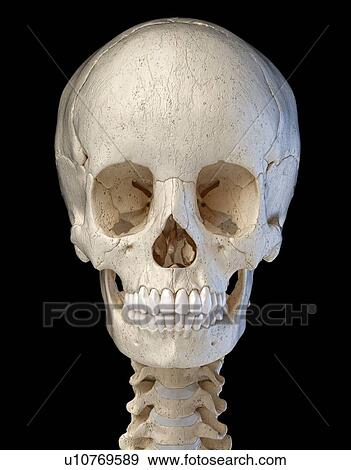 Stock Photo - Human skull, illustration. Fotosearch