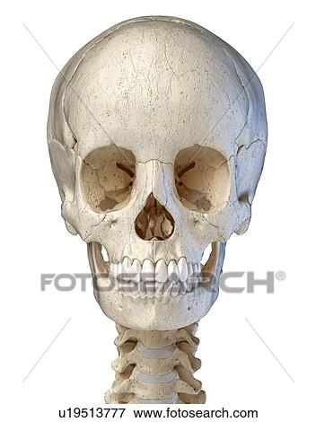 Stock Photo - Human skull, illustration. Fotosearch