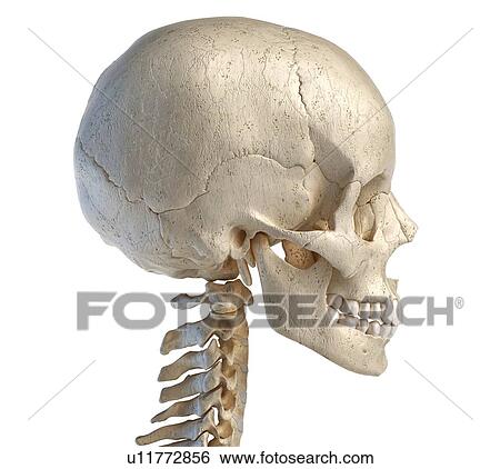 Stock Photograph - Human skull, illustration. Fotosearch