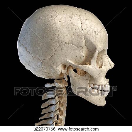 Stock Photograph - Human skull, illustration. Fotosearch