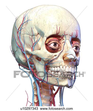 Stock Image - Human skull with eyes, veins and arteries, illustration. Fotosearch