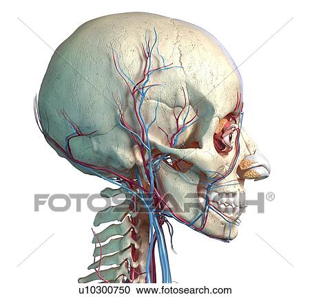 Stock Image - Human skull with eyes, veins and arteries, illustration. Fotosearch