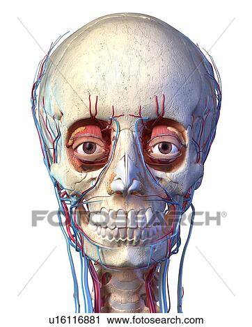 Human skull with eyes, veins and arteries, illustration View Large Photo Image Stock Image - Human skull with eyes, veins and arteries, illustration. Fotosearch