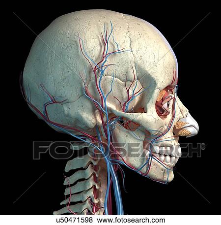 Stock Photo - Human skull with eyes, veins and arteries, illustration. Fotosearch