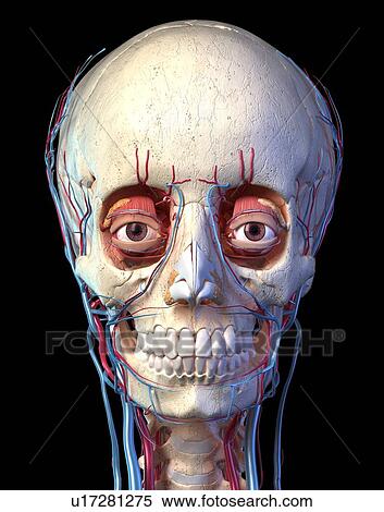 Human skull with eyes, veins and arteries, illustration View Large Photo Image Stock Photography - Human skull with eyes, veins and arteries, illustration. Fotosearch