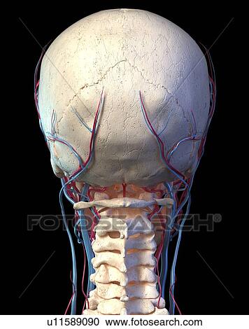 Stock Image - Human skull with veins and arteries, illustration. Fotosearch