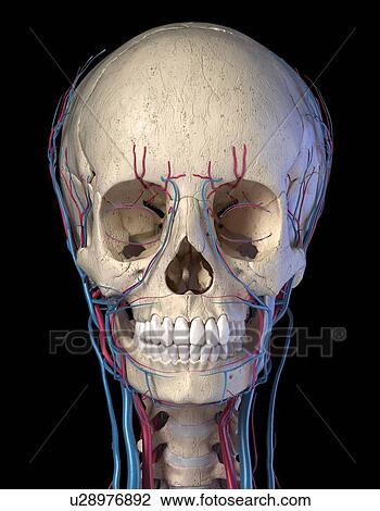 Human skull with veins and arteries, illustration View Large Photo Image Stock Image - Human skull with veins and arteries, illustration. Fotosearch