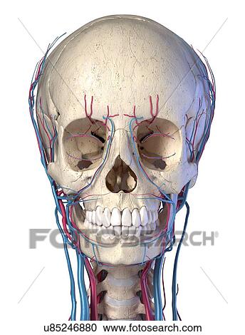 Stock Image - Human skull with veins and arteries, illustration. Fotosearch