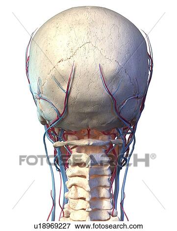 Human skull with veins and arteries, illustration View Large Photo Image Stock Photo - Human skull with veins and arteries, illustration. Fotosearch