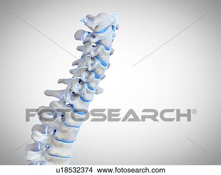Human spine, illustration View Large Photo Image Picture - Human spine, illustration. Fotosearch