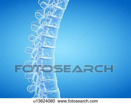 Stock Image - Human spine, illustration. Fotosearch