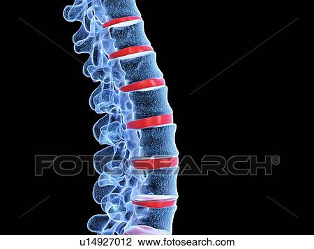 Human spine, illustration View Large Photo Image Stock Image - Human spine, illustration. Fotosearch
