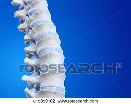 Human spine, illustration View Large Photo Image Stock Image - Human spine, illustration. Fotosearch