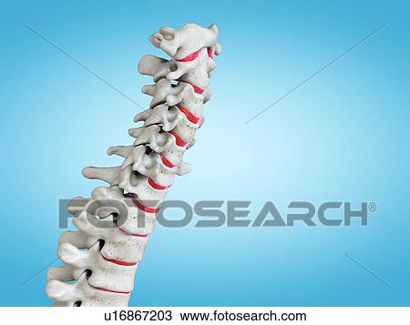 Stock Image - Human spine, illustration. Fotosearch