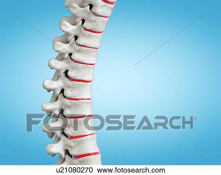 Stock Image - Human spine, illustration. Fotosearch