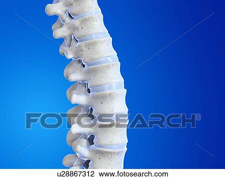 Human spine, illustration View Large Photo Image Stock Image - Human spine, illustration. Fotosearch
