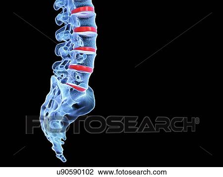 Human spine, illustration View Large Photo Image Stock Image - Human spine, illustration. Fotosearch